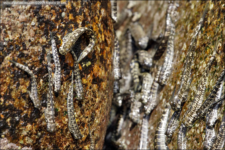 Perioftalmi delle rocce - Rockskipper - [Alticus anjouanae] - Seychelles
