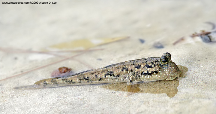Perioftalmo del fango - Common mudskipper - [Periophthalmus kalolo] - Seychelles