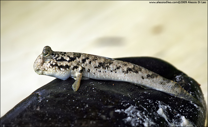 Perioftalmo del fango - Common mudskipper - [Periophthalmus kalolo] - Seychelles