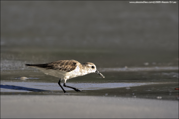 Piovanello tridattilo - Sanderling - [Calidris alba] - Seychelles