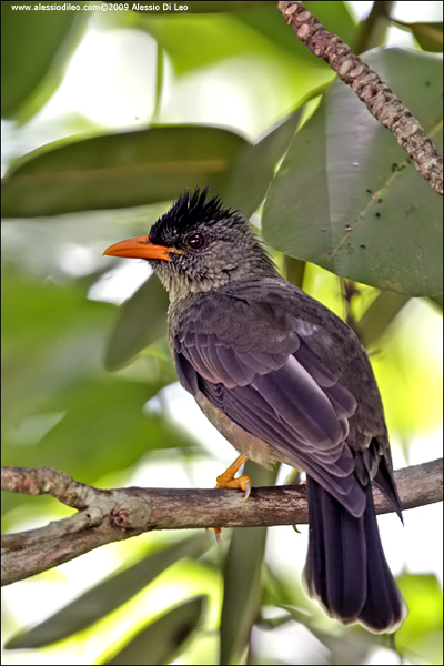 Seychelles bulbul [Hypsipetes crassirostris] - endemico - Seychelles
