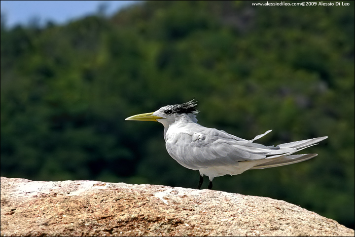 Sterna di Rüppell - Lesser Crested Tern - [Sterna bengalensis] - Seychelles