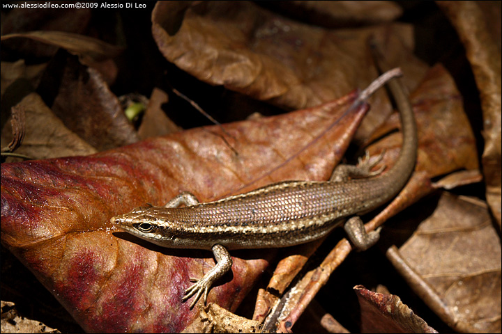 Scinco delle Seychelles - Seychelles shink - [Mabuya sechellensis] - endemico - Seychelles