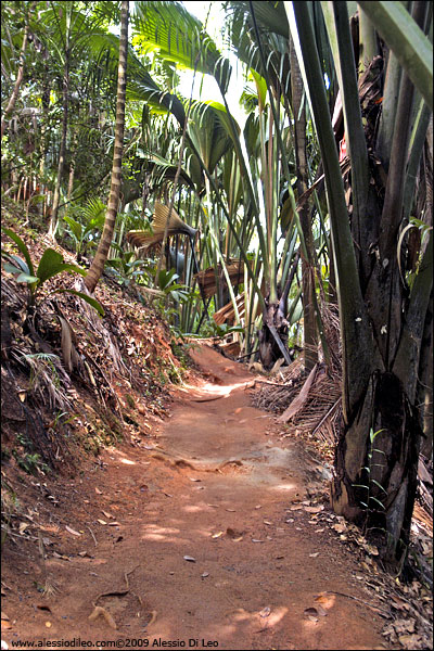 Sentieri nella riserva della Vallée de Mai - Seychelles