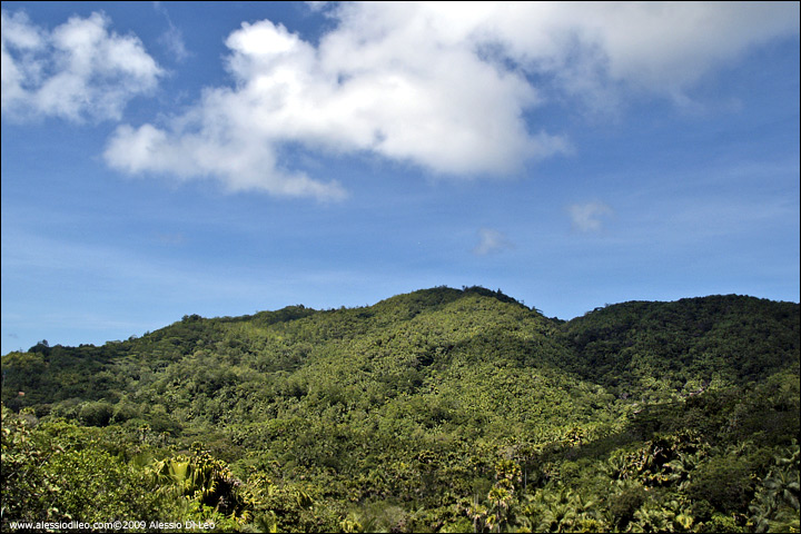 Vallée de Mai - Seychelles