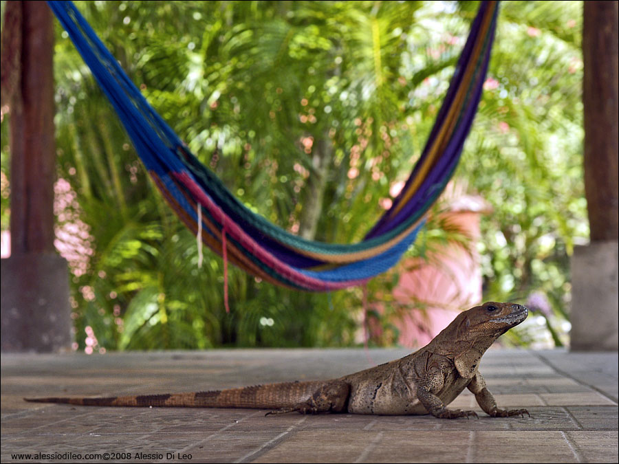 Iguana nera [Ctenosaura similis]