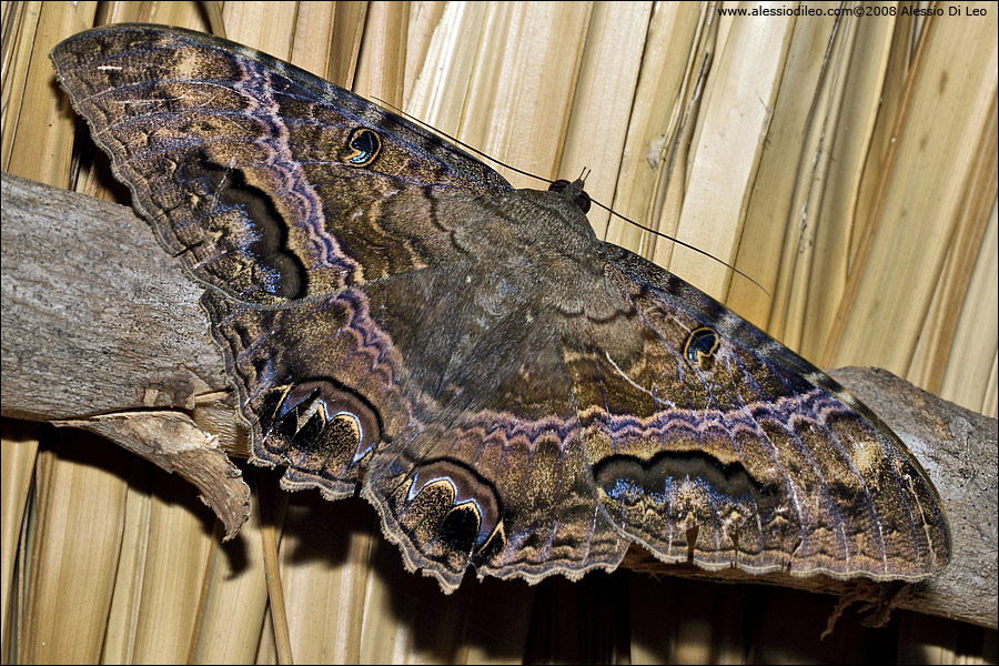 Caligo sp
