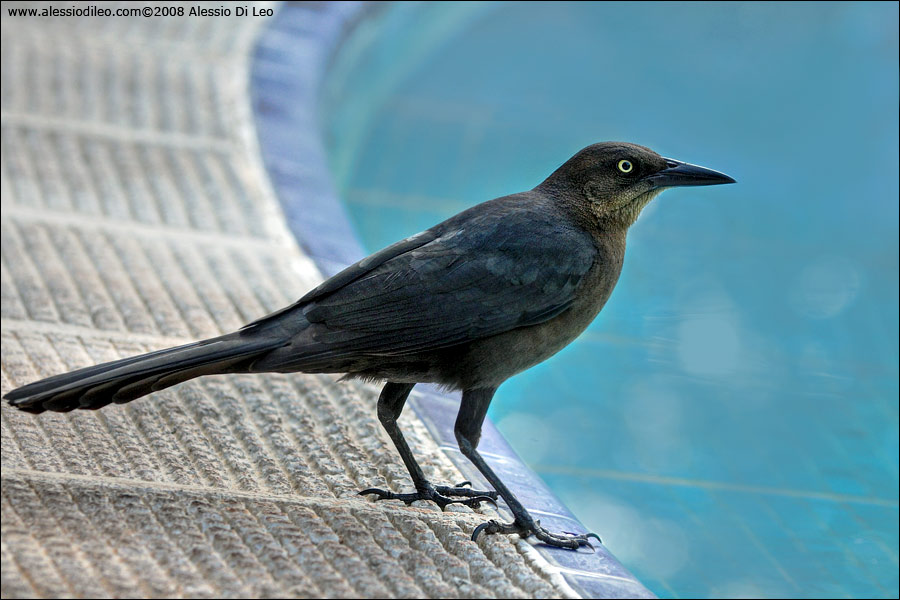 Gracchio messicano - [Quiscalus mexicanus]
