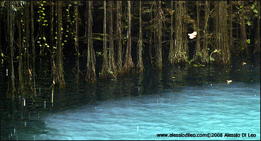 Cenote Ik-kil