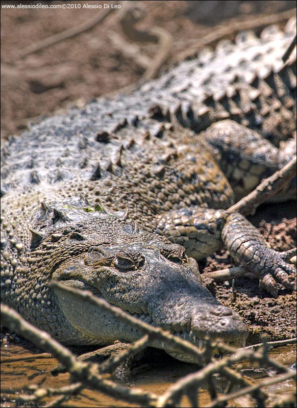 Coccodrillo di Morelet o coccodrillo messicano [Crocodylus moreletii]