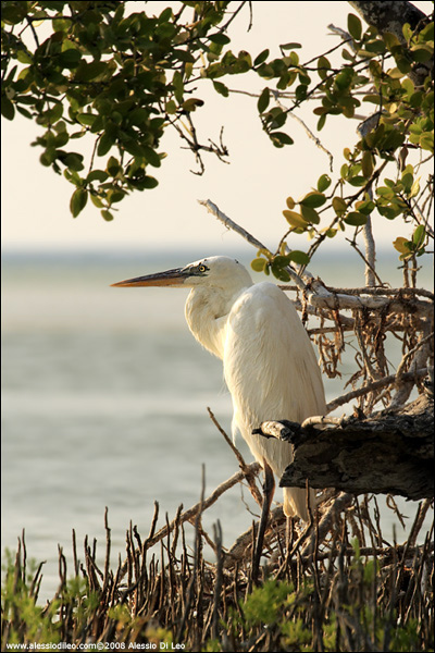 Airone schistaceo [Egretta gularis]  - Isla Holbox