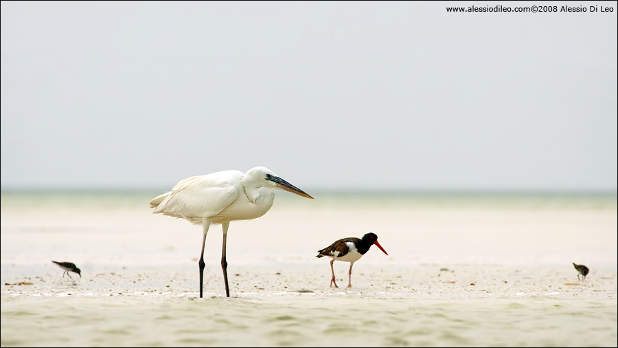 Airone schistaceo, beccaccia di mare e alcuni limicoli - Isla Holbox