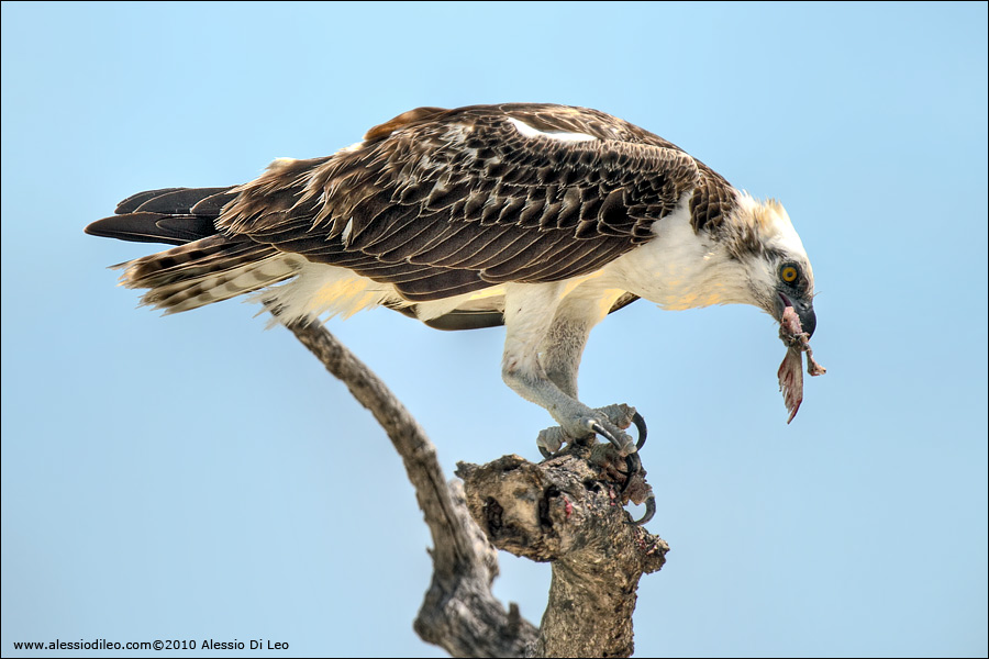 Falco pescatore caraibico [Pandion haliaetus ridgwayi]