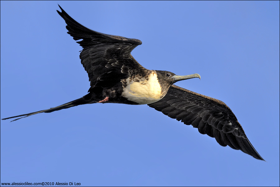 Fregata [Fregata magnificens] - Isla Holbox