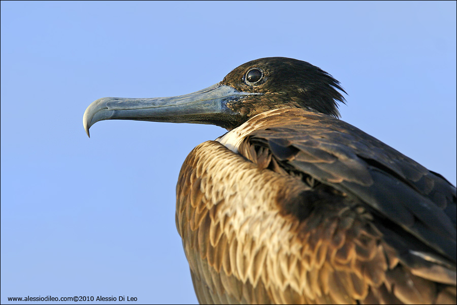 Fregata [Fregata magnificens] - Isla Holbox