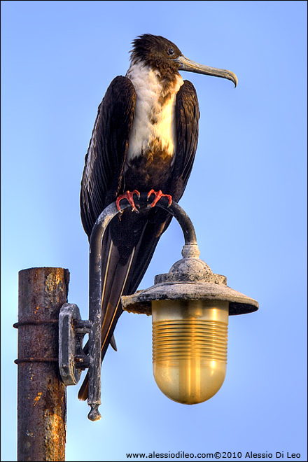 Fregata [Fregata magnificens] - Isla Holbox