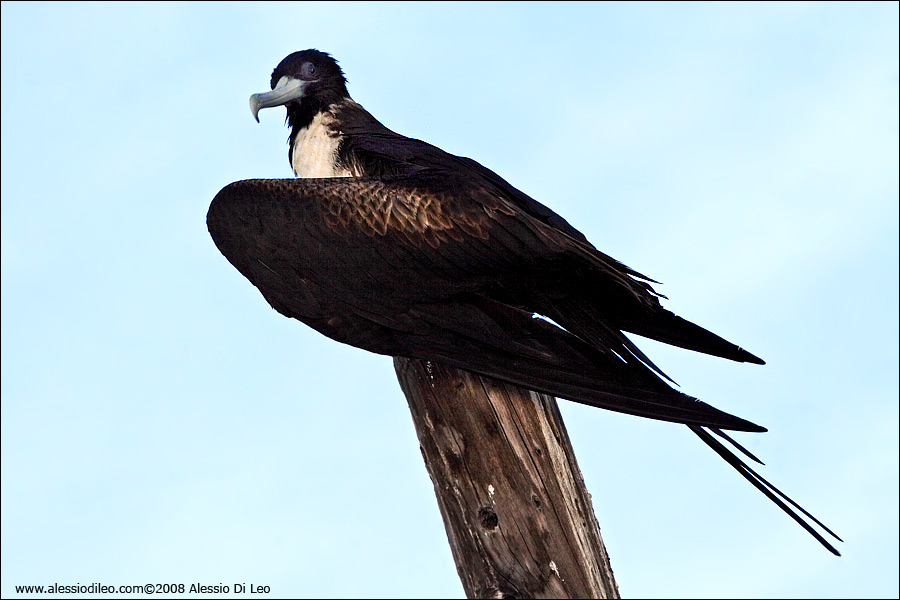 Fregata [Fregata magnificens] - Isla Holbox