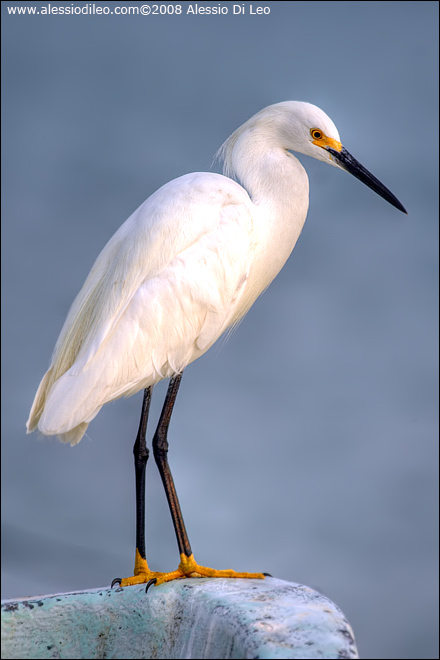 Garzetta [Egretta garzetta]  - Isla Holbox