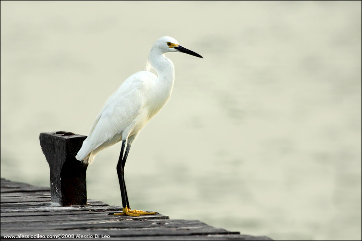 Garzetta [Egretta garzetta]  - Isla Holbox