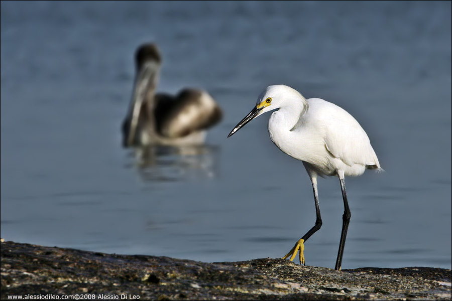 Garzetta [Egretta garzetta]  - Isla Holbox