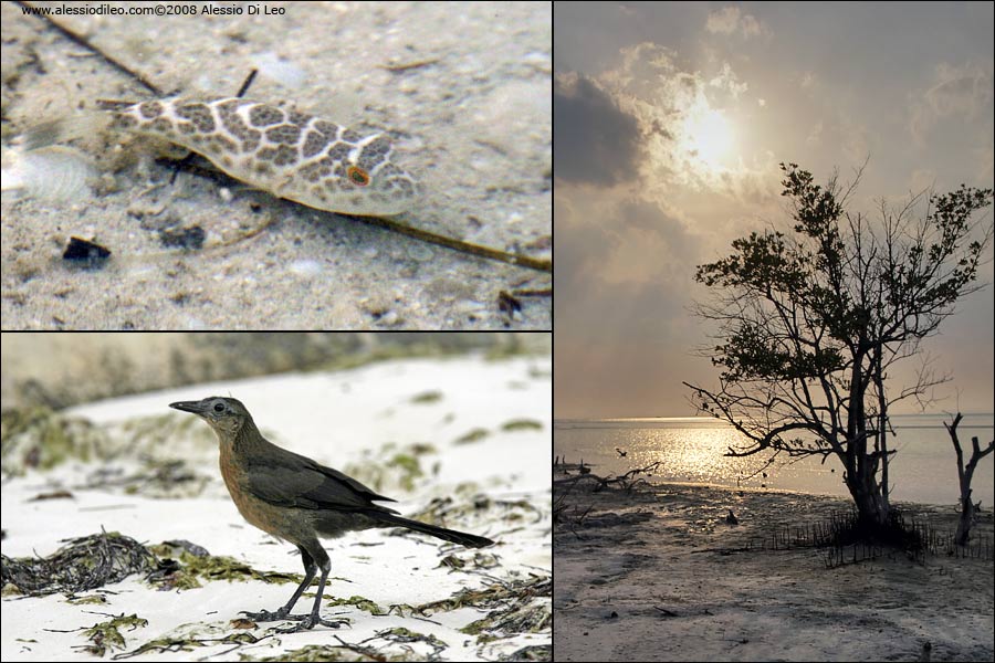 Holbox wildlife