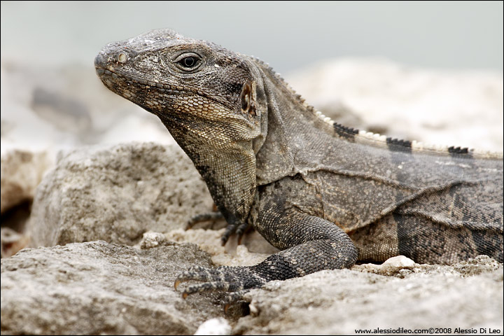 Un bel primo piano dela mansueta iguana nera [Ctenosaura similis] - Isla Holbox