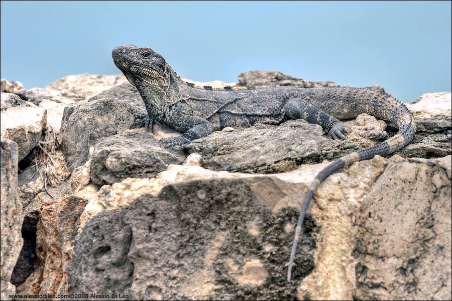 Iguana nera [Ctenosaura similis] - Isla Holbox