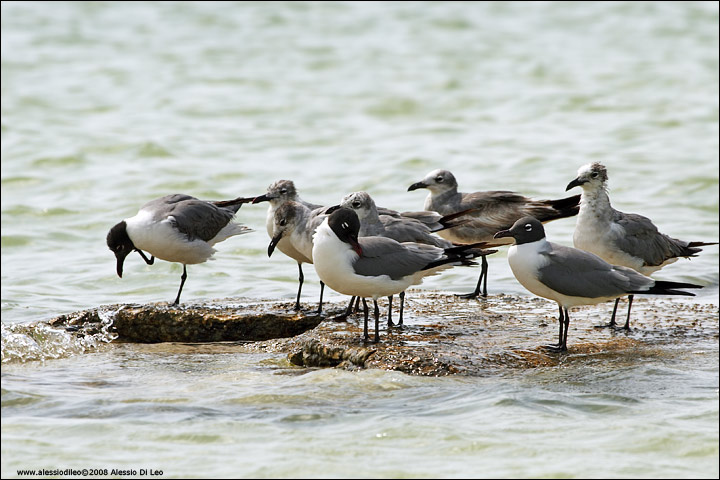 Gabbiani [Larus atricilla] - Isla Holbox