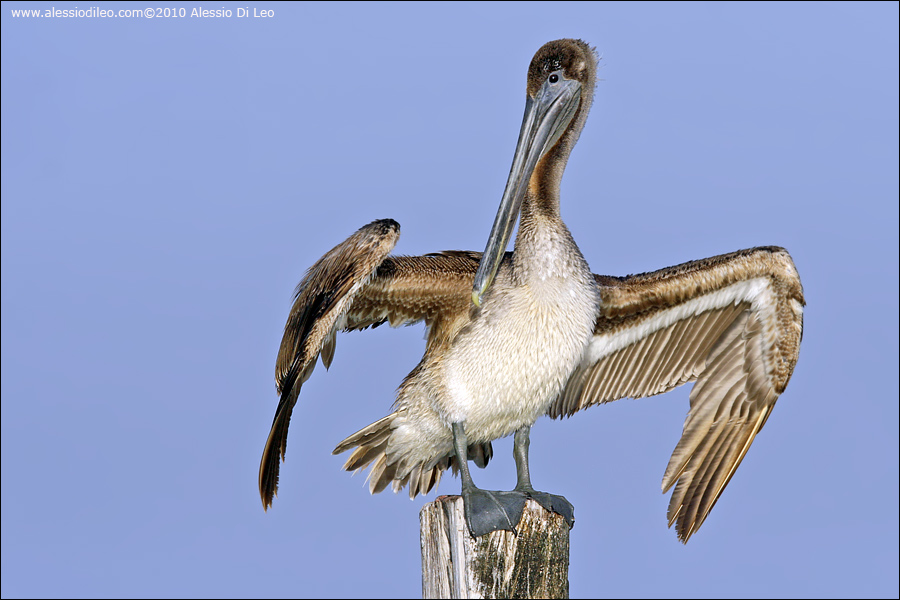 Pellicano bruno [Pelecanus occidentalis]