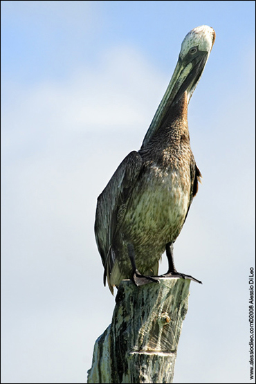 Pellicano bruno [Pelecanus occidentalis] - Isla Holbox