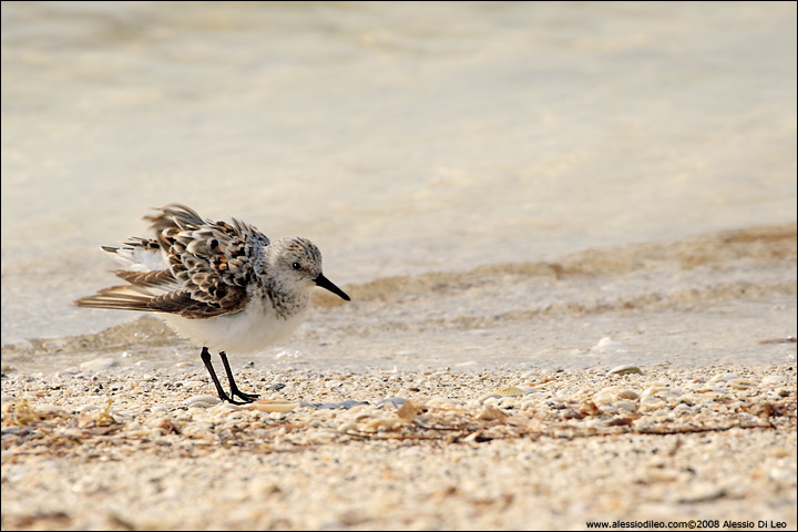 Piovanello tridattilo [Calidris alba] - Isla Holbox