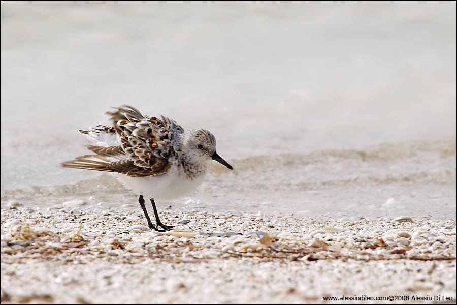 Piovanello tridattilo [Calidris alba] - Isla Holbox