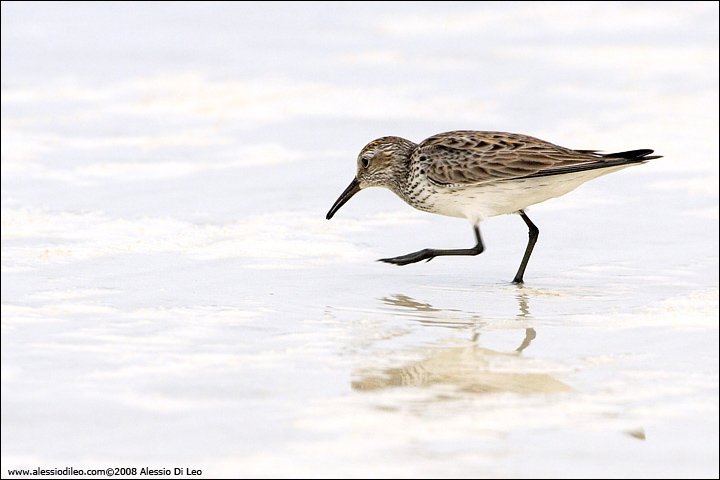 Piro piro dorsobianco [Calidris fuscicollis] - Isla Holbox