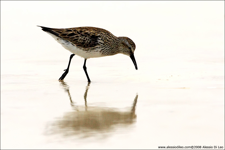 Piro piro dorsobianco [Calidris fuscicollis] - Isla Holbox