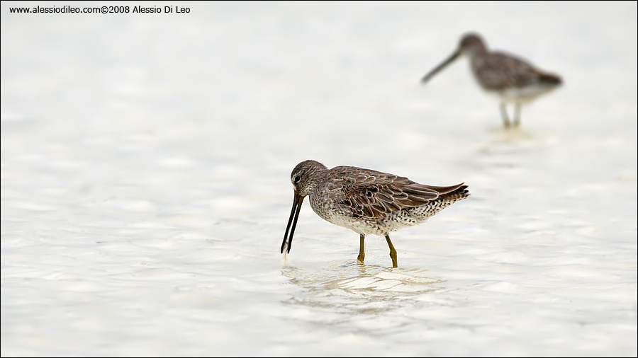 Piro piro pettorossiccio [Limnodromus scolopaceus] - Isla Holbox