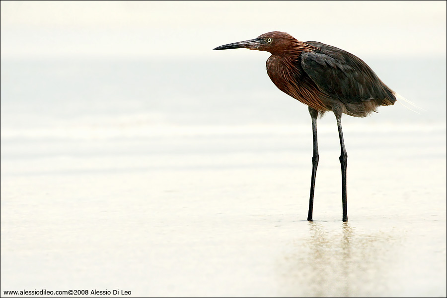 Reddish egret [Egretta rufescens] - Isla Holbox