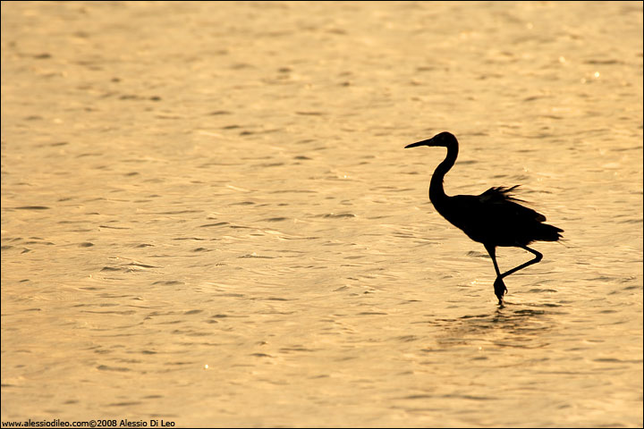 Reddish egret [Egretta rufescens] - Isla Holbox