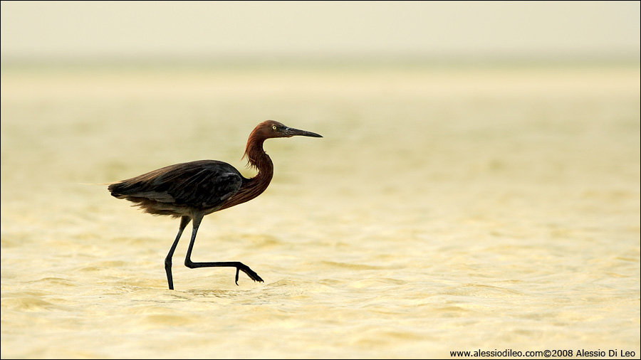 Reddish egret [Egretta rufescens] - Isla Holbox