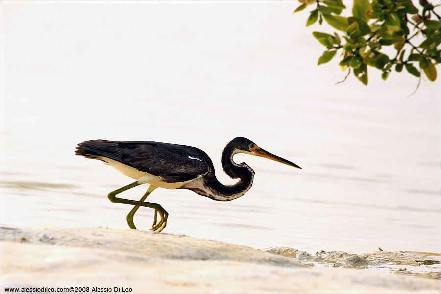 Tricolored heron [Egretta tricolor] - Isla Holbox