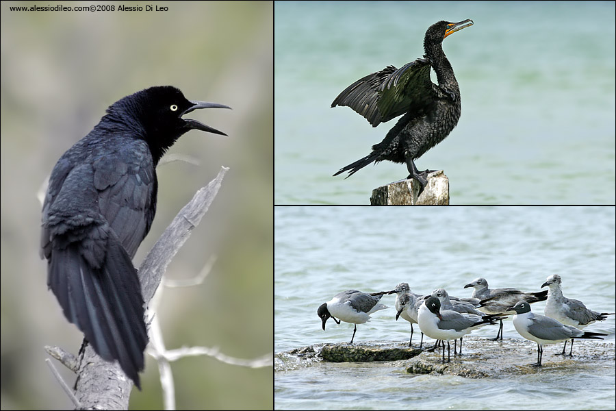 Holbox wildlife