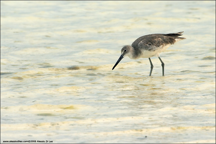 Willet - Isla Holbox