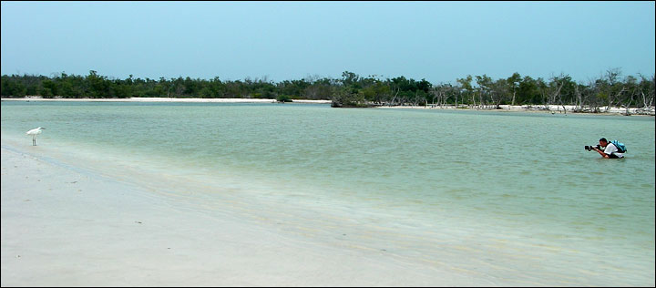 Non è un gran problema avvicinarsi ai soggetti allo scoperto - Isla Holbox