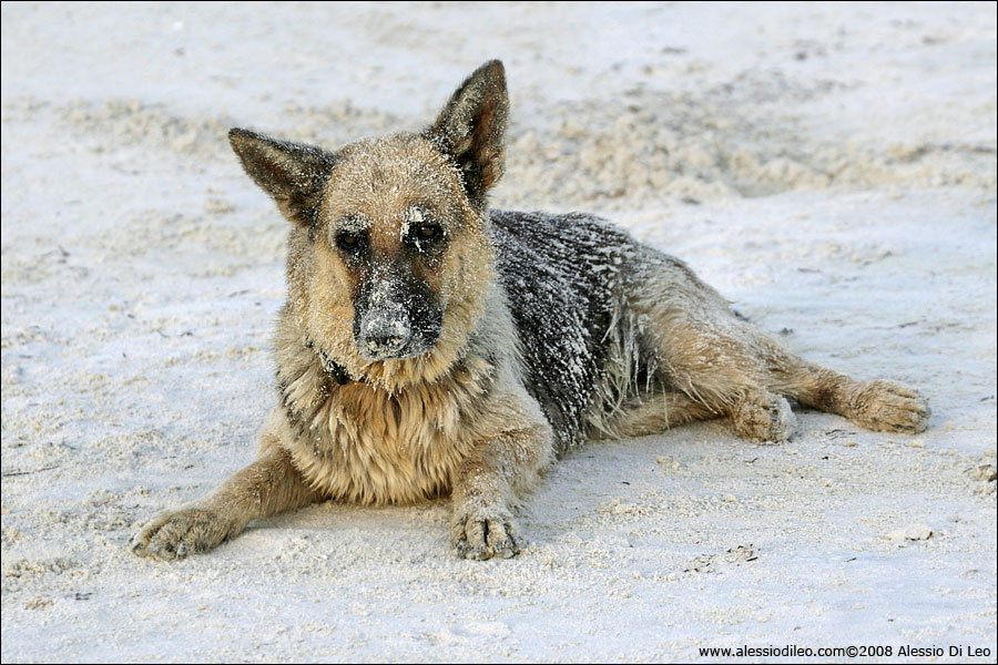 Conga, il simpatico cane lupo che ci ha tenuto compagnia - Isla Holbox