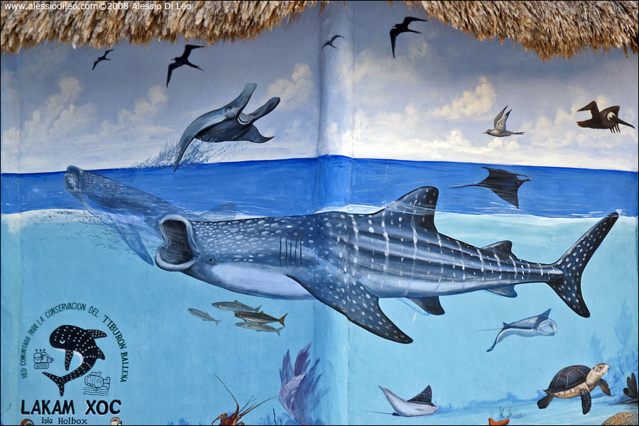 Squalo balena - Isla Holbox
