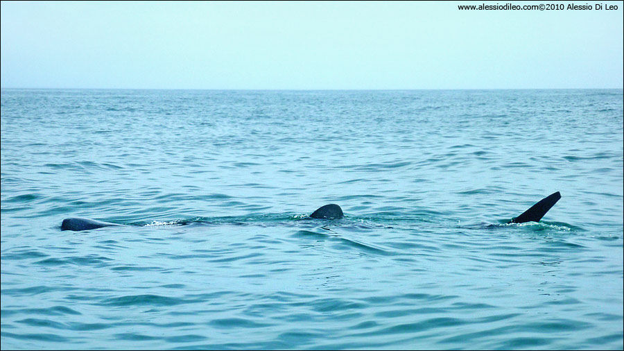 Squalo balena [Rhincodon typus]