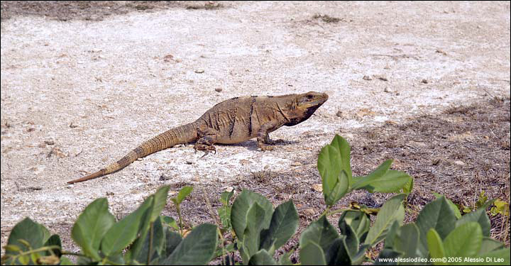 Iguana nera a passeggio per le rovine - Labnà