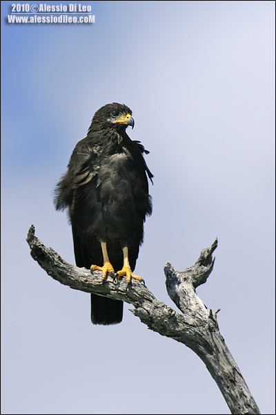 falco nero comune [Buteogallus anthracinus