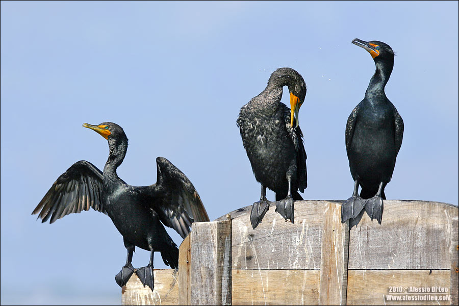 Cormorani - [Phalacrocorax carbo]