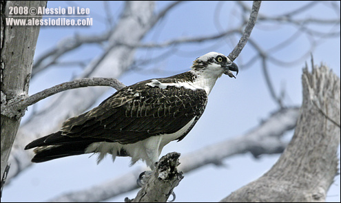 falco pescatore caraibico [Pandion haliaetus ridgwayi]