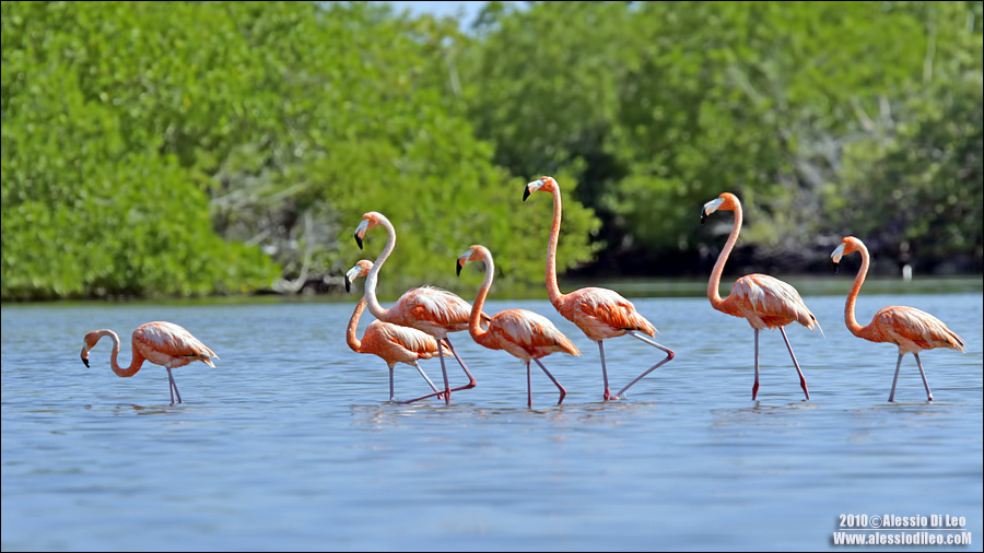 Fenicottero rosa [Phoenicopterus ruber]